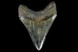 Serrated, Fossil Megalodon Tooth - South Carolina #129437-2